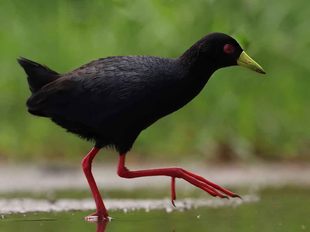 Black Crake